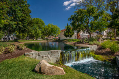 Forest Near The Lake - Landscape Management - Bemus Landscape - Southern California