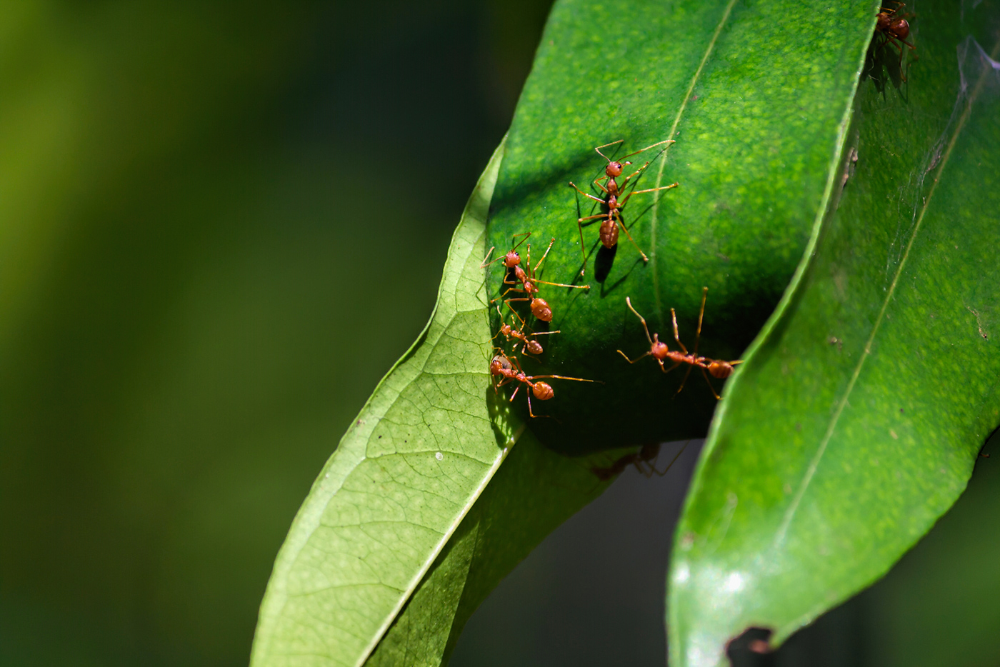 Landscape Pest Control - Top Cut Lawn Services - Palm Beach, FL